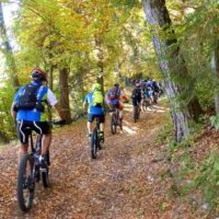 Bike Rentals