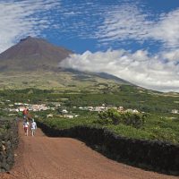 Bus & Minivan Tours