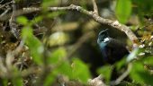 Great way to support conservation of an endangered species