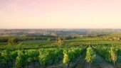 Half Day Wine Tour