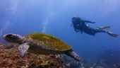 Jetty Dive Coffs Harbour