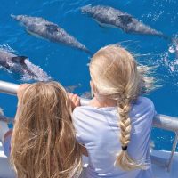 Dolphin & Whale Watching