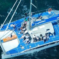 Dolphin & Whale Watching