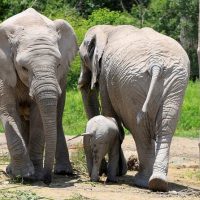 Safaris