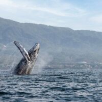 Holiday & Seasonal Tours