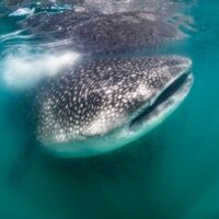 Swim with Dolphins