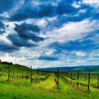 Food, Wine & Nightlife
