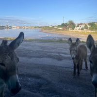 Audio Guided Tours