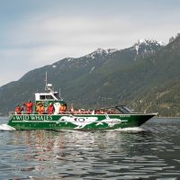 Dolphin & Whale Watching