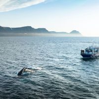Cruises, Sailing & Water Tours