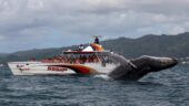 Well run tour, and we saw whales!
