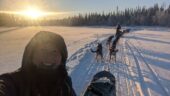 Fantastic Experience with Ivan and the Pups!