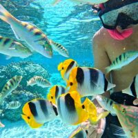 Luxury Tours