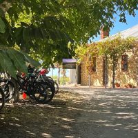Bike Rentals