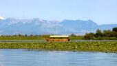 Skadar lake