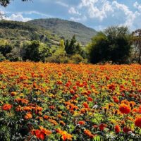 Multi-day Tours