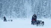 Winter Wonderdogs
