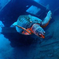 Snorkeling