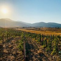 Wine Tasting & Winery Tours