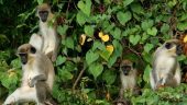 informative and fun rainforest tour