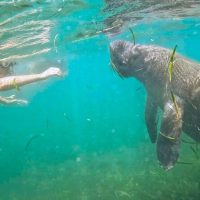 Snorkeling