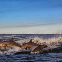 Swim with Dolphins
