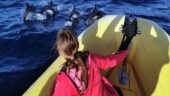Sadly no dolphins or wildlife. But we had fun on speedboat.