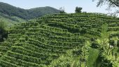 Taste The Best Prosecco With Ori