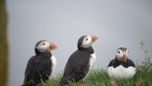 Spectacular Mykines Island - including Puffins!