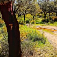Half-day Tours