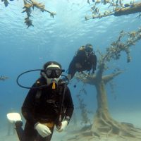 Scuba Diving