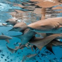 Shark Diving