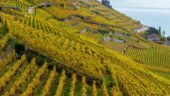 An unforgettable Swiss wine experience. Relaxing and at our own pace.