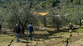 Beauty and wonder under the Tuscan Sun