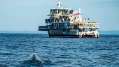 Whale and Bear Watching