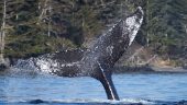 Amazing day spent in Sitka