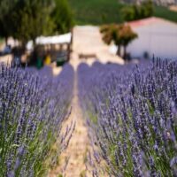 Sustainable Tours