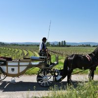 Horse Carriage Rides