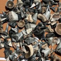 Holiday & Seasonal Tours