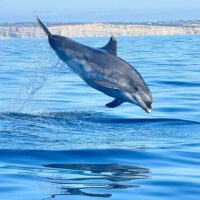 Boat Tours