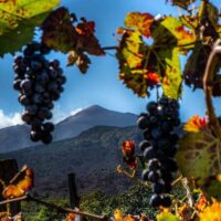 Wine Tasting & Winery Tours
