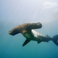 Shark Diving
