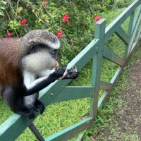 Volunteer Tours