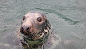 Fun harbor tour of Kinsale