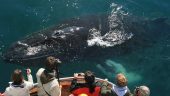 So many whales!