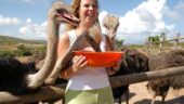 Fun learning experience at the Ostrich Farm!