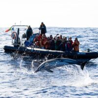 Dolphin & Whale Watching