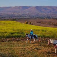 Horseback Riding