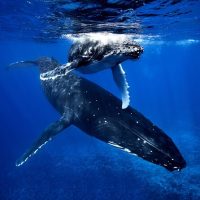 Dolphin & Whale Watching