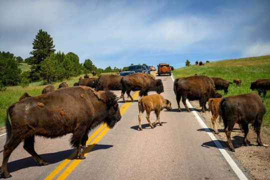Labor Day in Custer